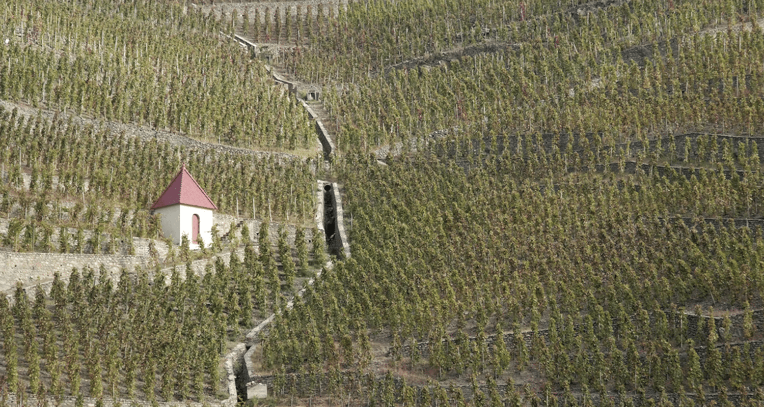 Côtes du Rhône: traumhafte Weine » Weinfreunde Magazin