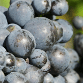 Pinot Meunier