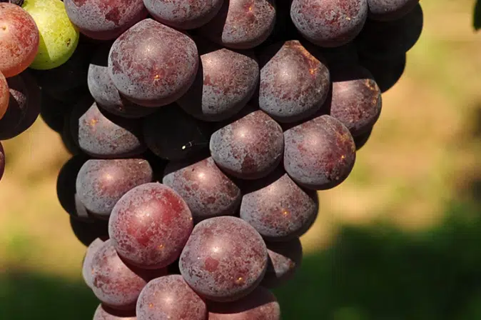 Trollinger/Vernatsch