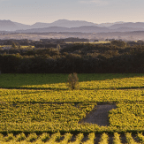Cotes-du-Rhone