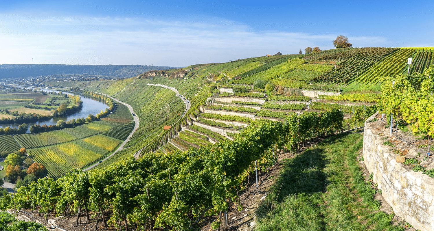 Landschaft Weinreben Baden