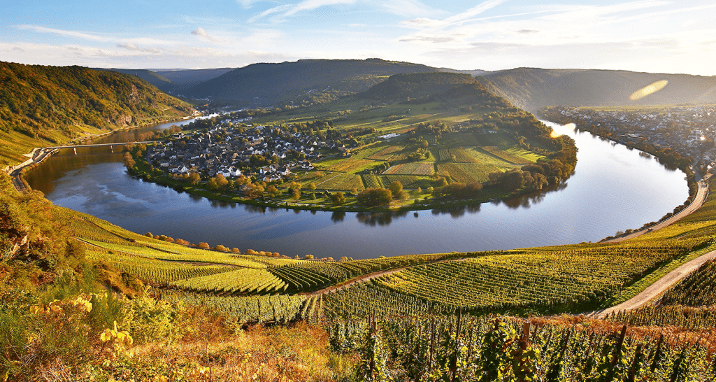 Riesling Alles Wissenswerte zur Rebsorte » Weinfreunde Magazin
