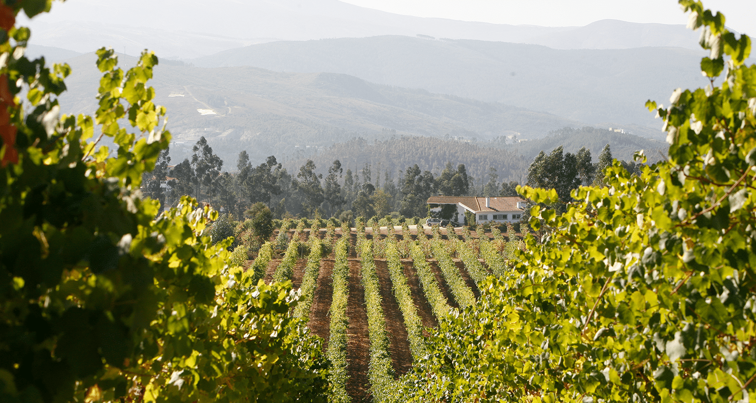 Weinberg Vinho Verde