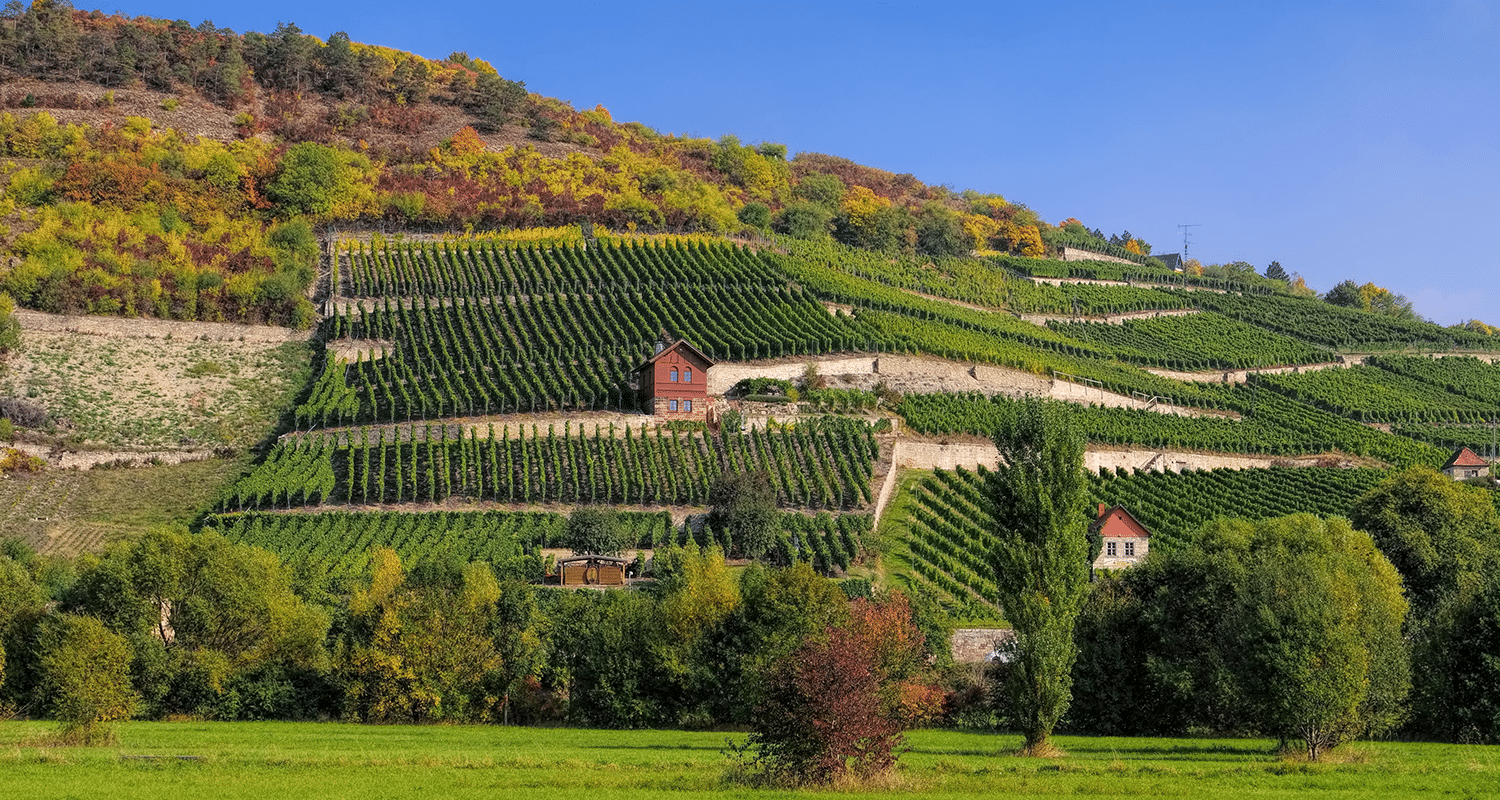 Weingebiet Saale-Unstrut