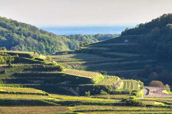 Landschaft mit deutschem Weingut