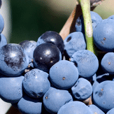 Trauben Blaufränkisch Lemberger