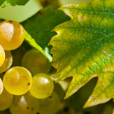 Trauben Cabernet Blanc