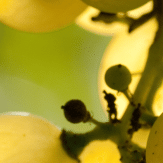 Gutedel Chasselas Trauben