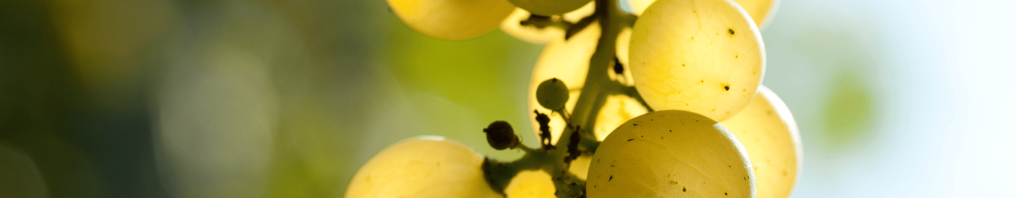 Gutedel &amp; Chasselas - Infos zur Rebsorte » Weinfreunde Magazin