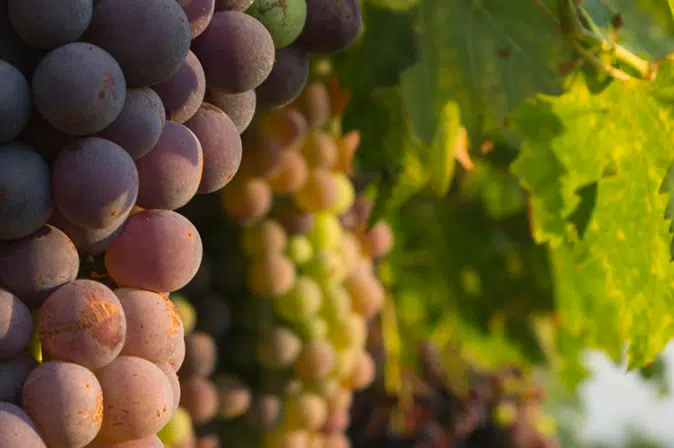 Corvina Trauben
