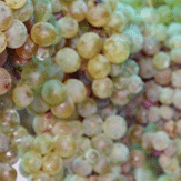 Trauben Falanghina