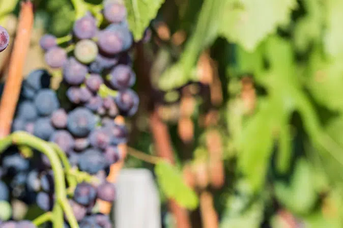 Trauben Frühburgunder