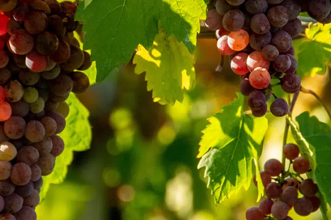 Trauben Gemischter Satz