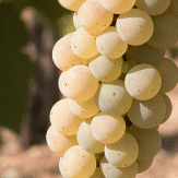 Trauben Greco di Tufo