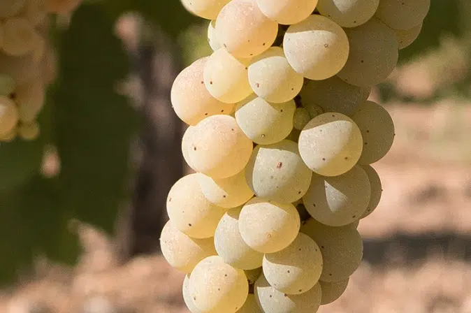Trauben Greco di Tufo