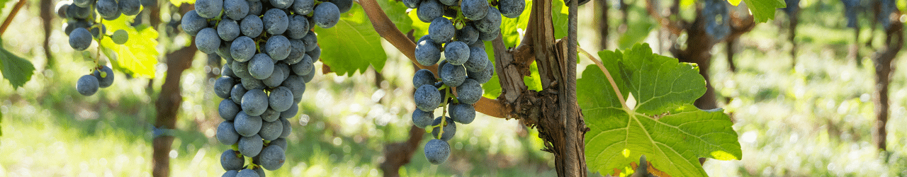 Lagrein - Alles Wissenswerte zur Rebsorte » Weinfreunde Magazin