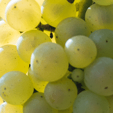 Trauben Muscadet Melon de Bourgogne