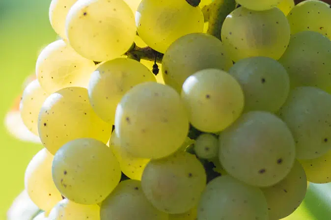 Trauben Muscadet Melon de Bourgogne