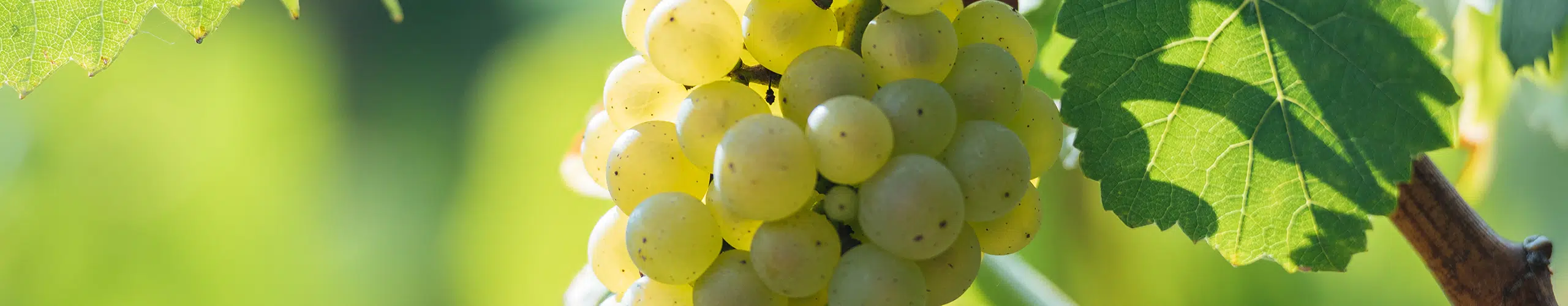 Muscadet & Melon de Bourgogne Weine » Weinfreunde Magazin