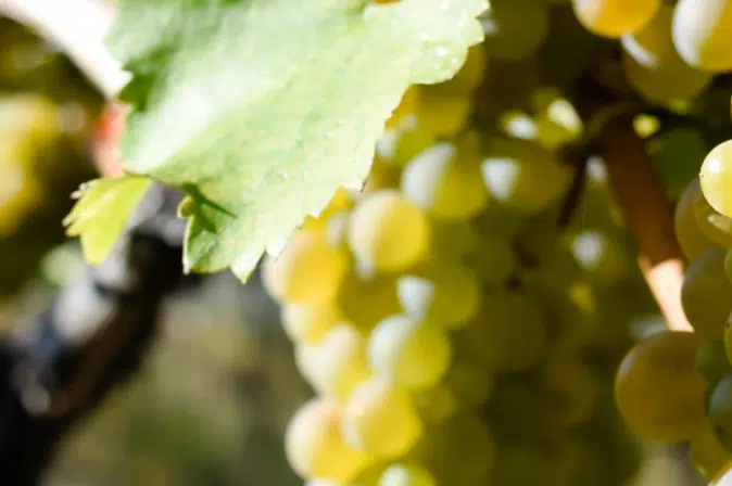 Trauben Viogniera