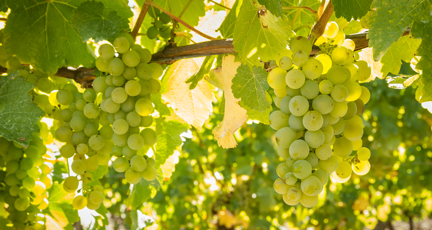 Sauvignon Blanc Trauben