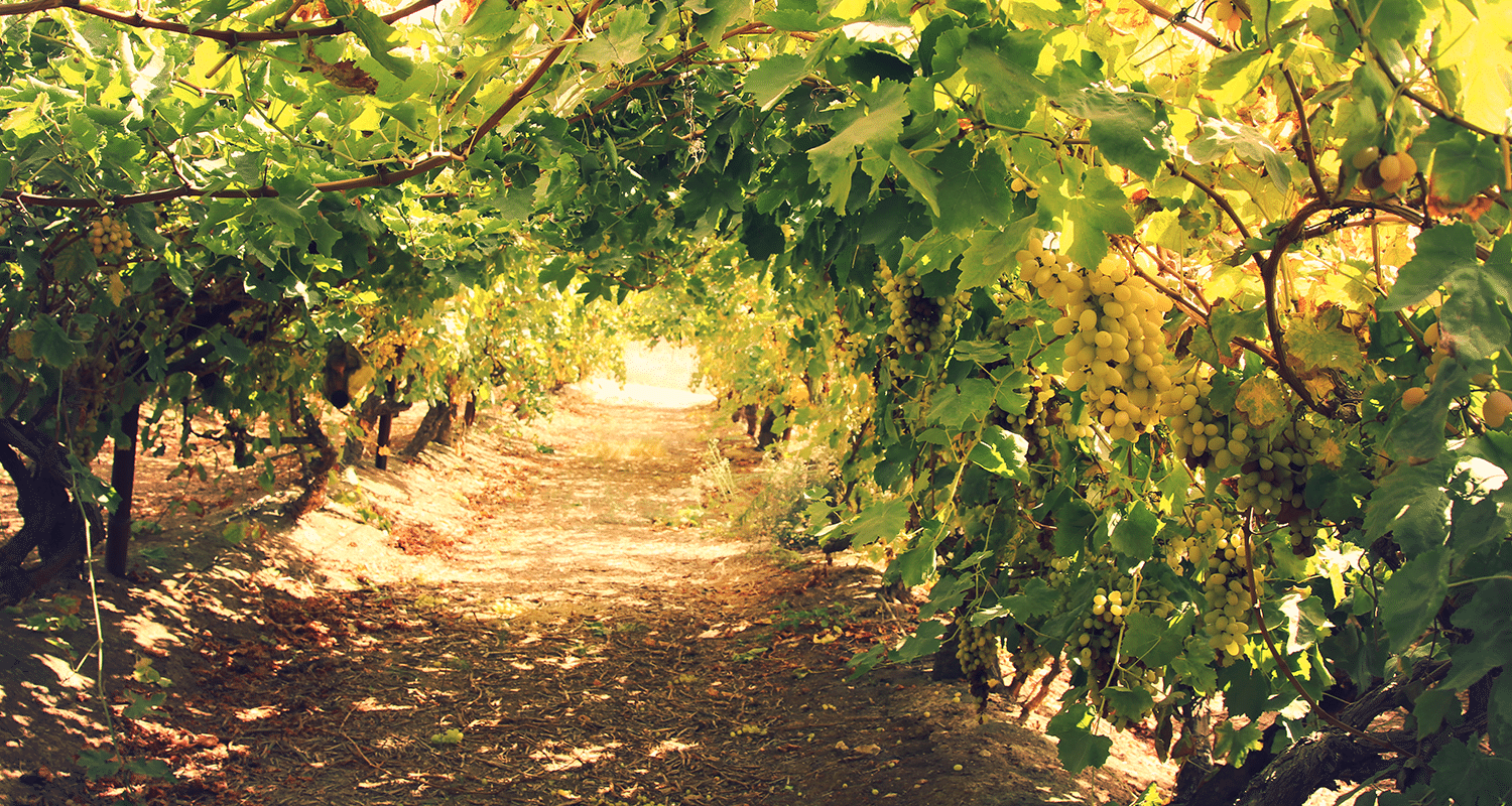 Trauben im Weinberg