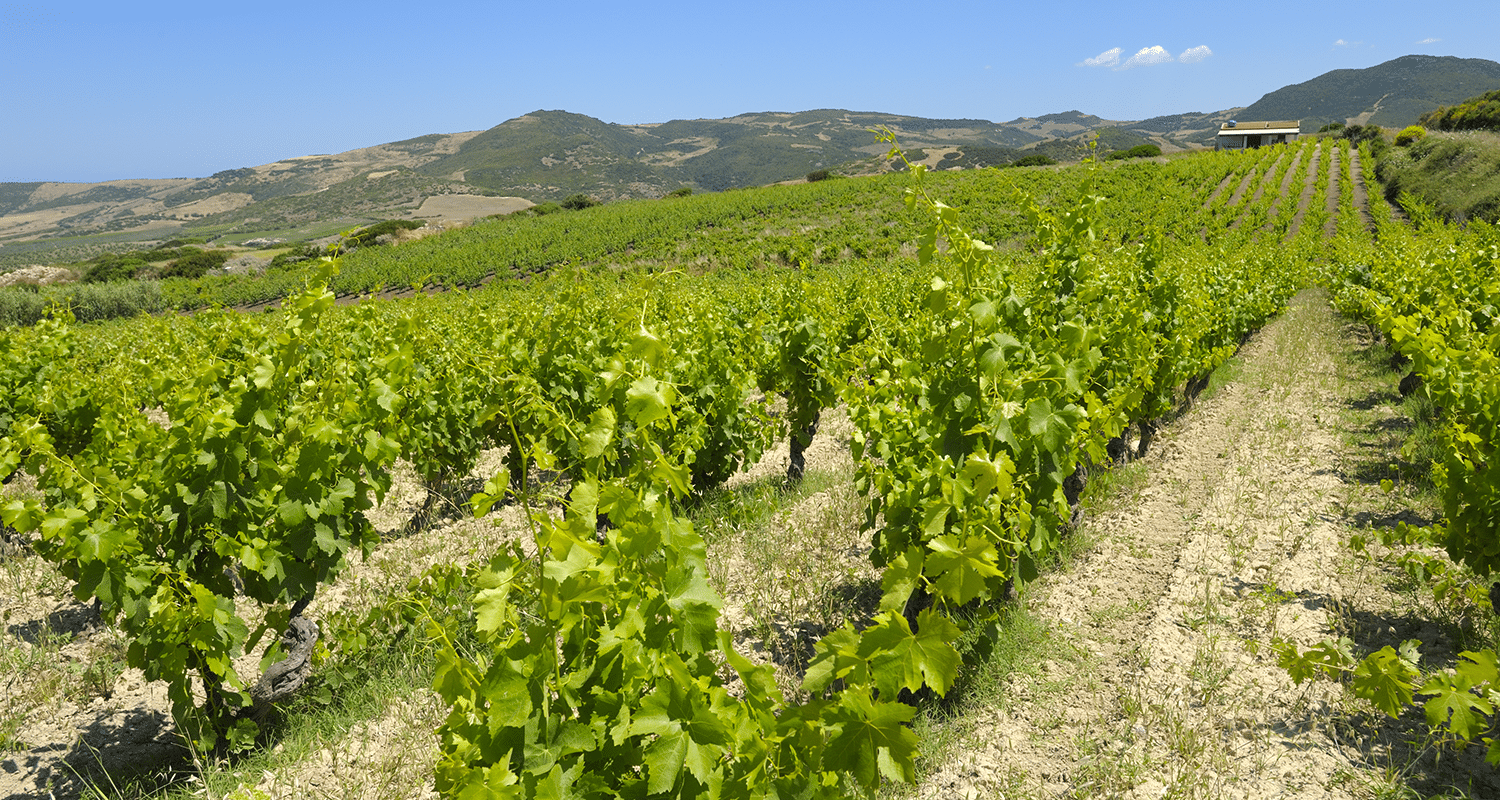 Weinberg Sardinien