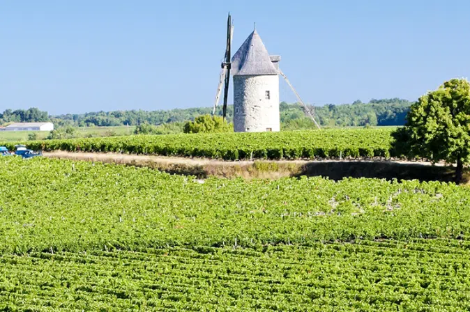 Weinberg in Bordeaux