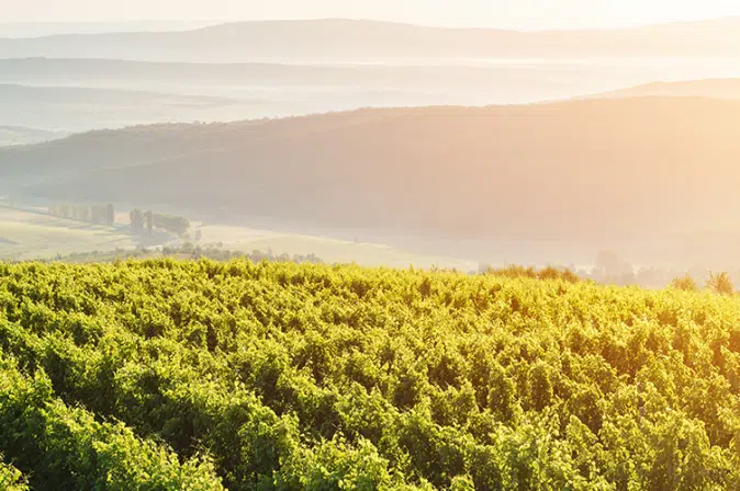 Sonnenuntergang Weinberg