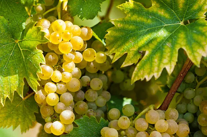 Marsanne