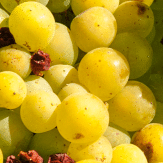 Marsanne