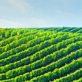 Napa Valley