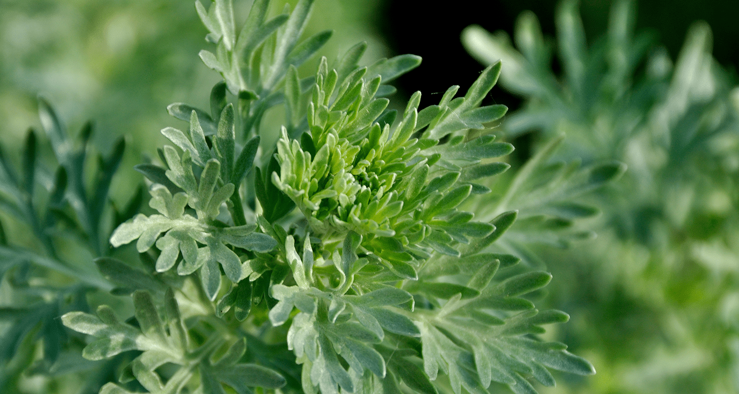 Wermuth Pflanze