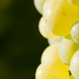 Grechetto