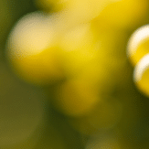 Grenache Blanc