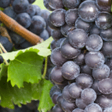 Petit Verdot