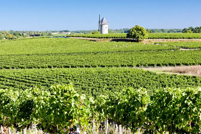 Weinberge in Bordeaux