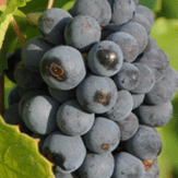 Cinsault