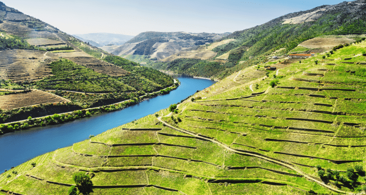 Portugal Touriga Nacional » Weinfreunde Magazin