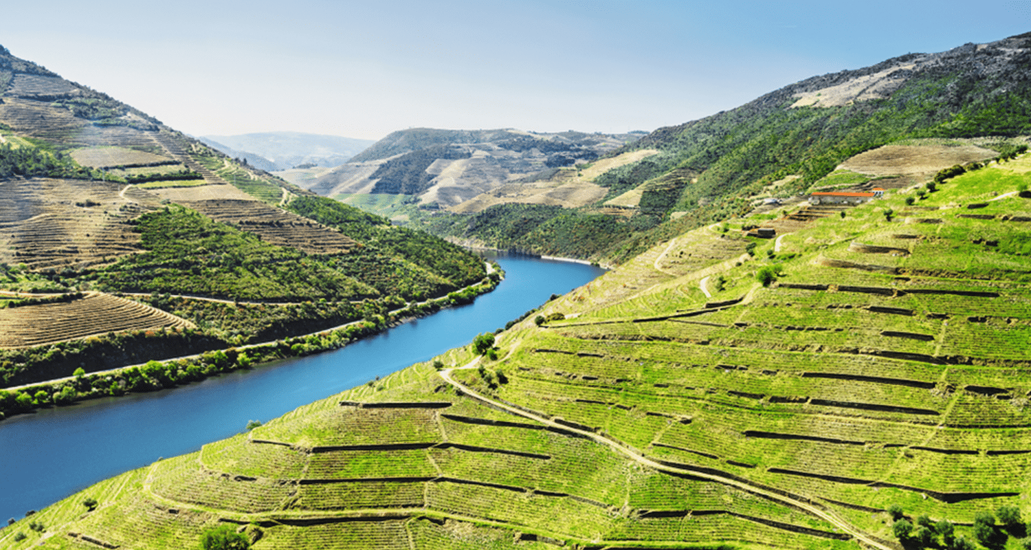 Weinberge Portugal