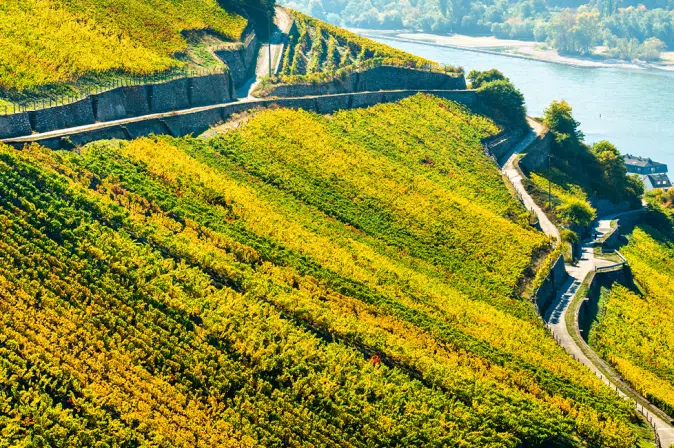 Hochrhein-Gebiet mit Weinreben