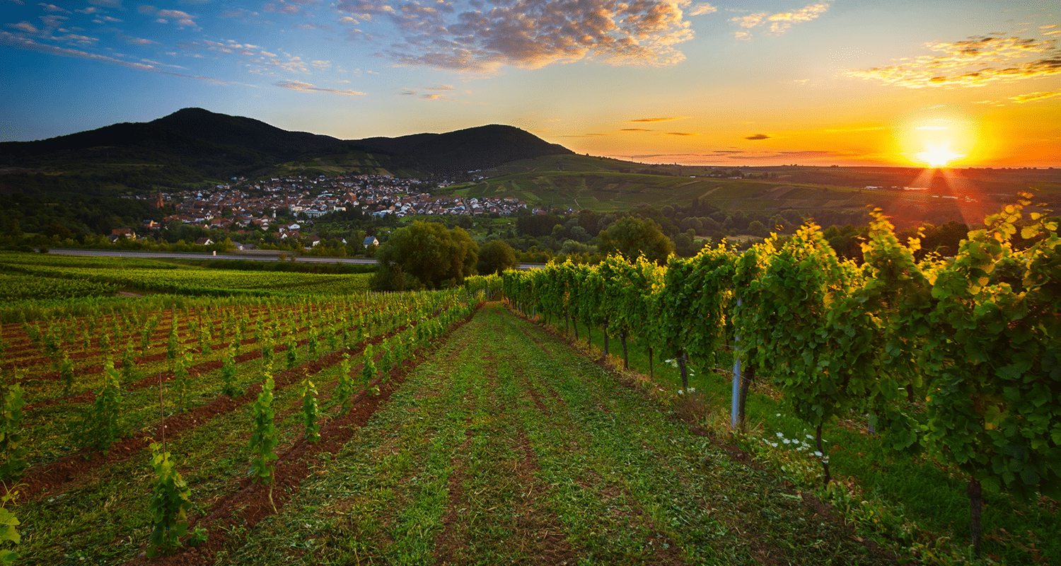 Weinreise Deutschland Pfalz