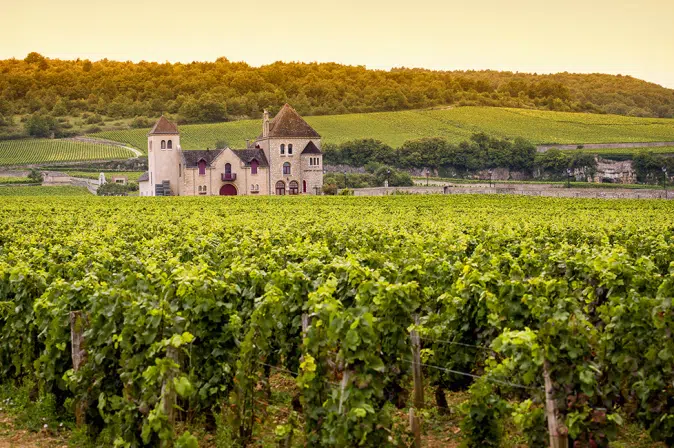 Weinberge im Burgund