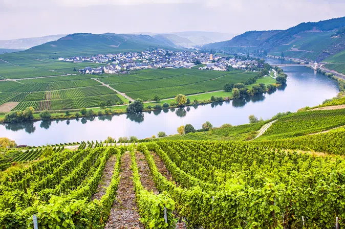 Weiberge an der Mosel