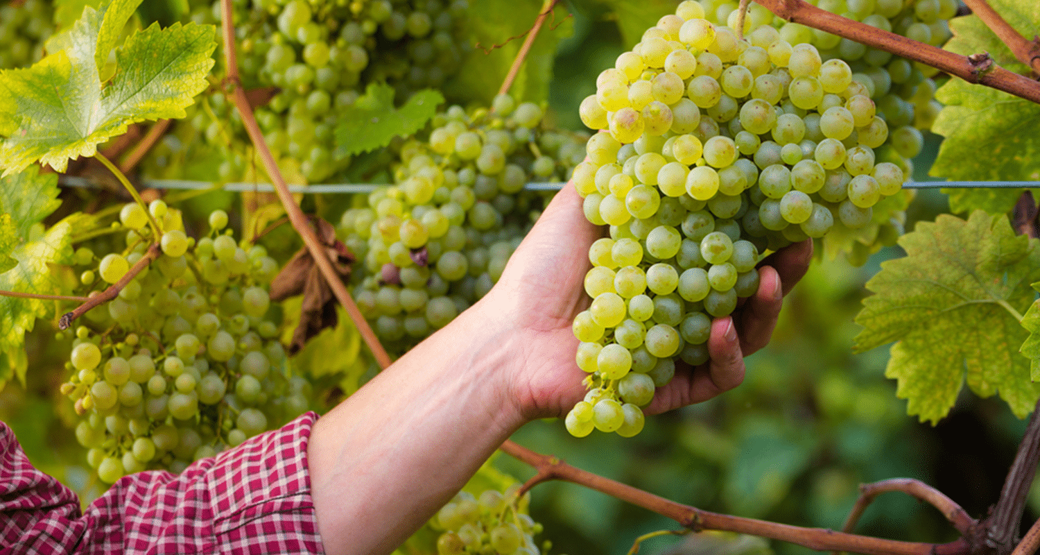 Nachhaltigkeit im Weinberg