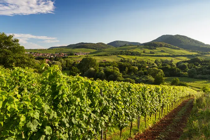 Weinwanderung Deutschland