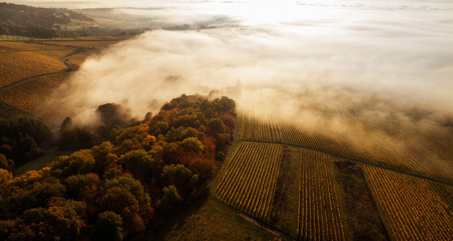 Nebel im Weinberg