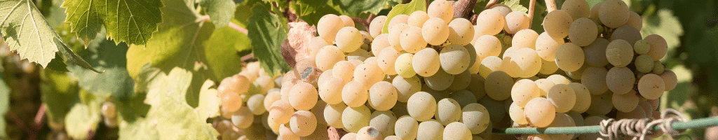 Garganega: Alles Wissenswerte zur Rebsorte » Weinfreunde Magazin