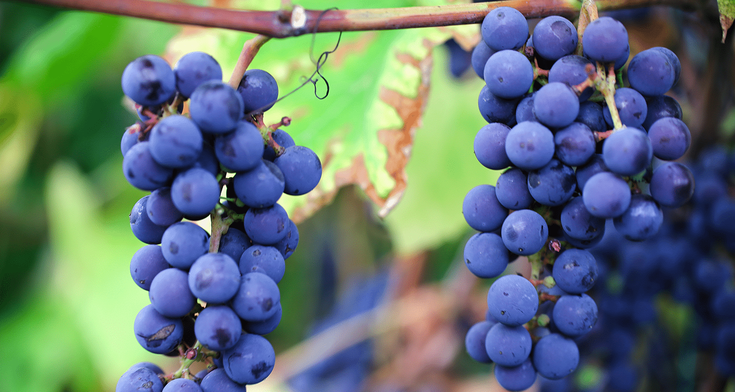 Cabernet Sauvignon