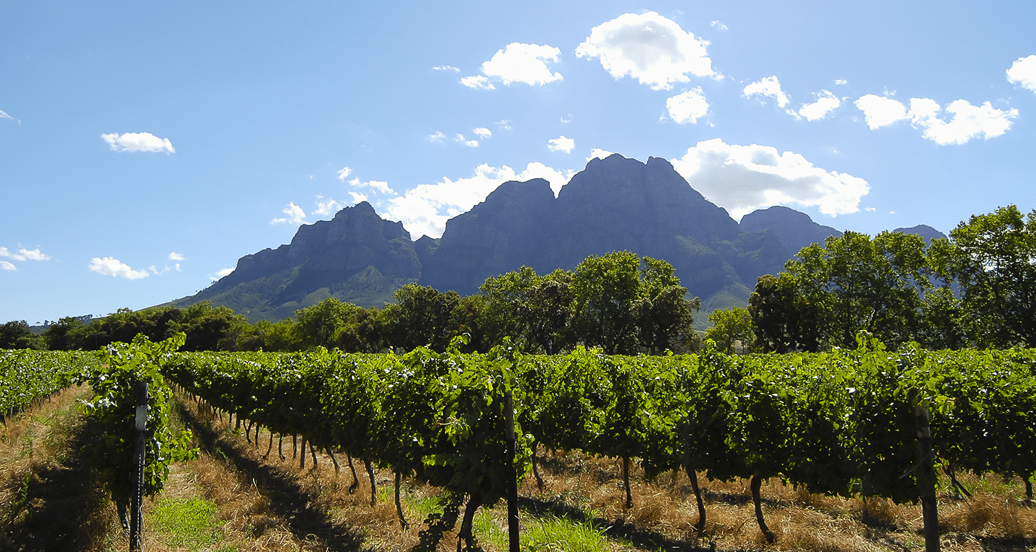 Weinberge Stellenbosch Südafrika